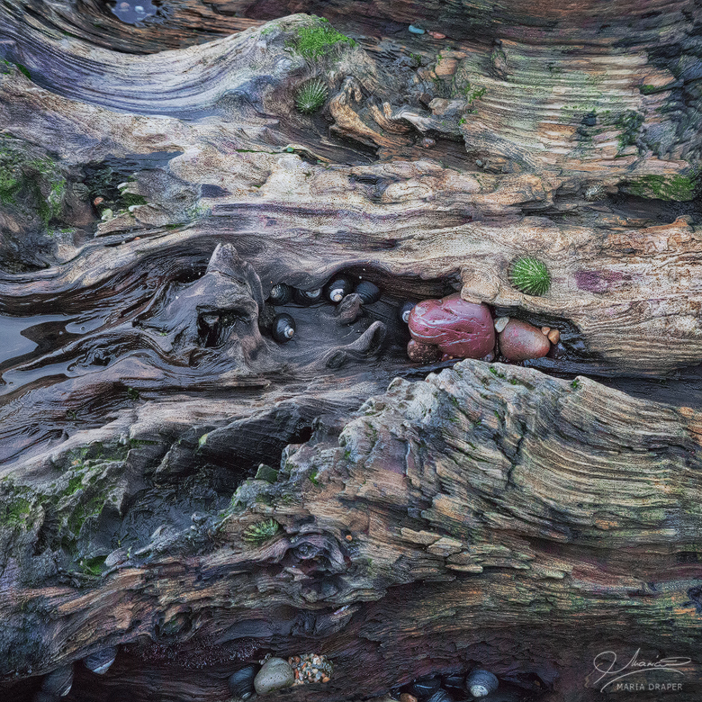 Sea Treasures | Rotten wooden log washed off shore harboring seashells and rocks