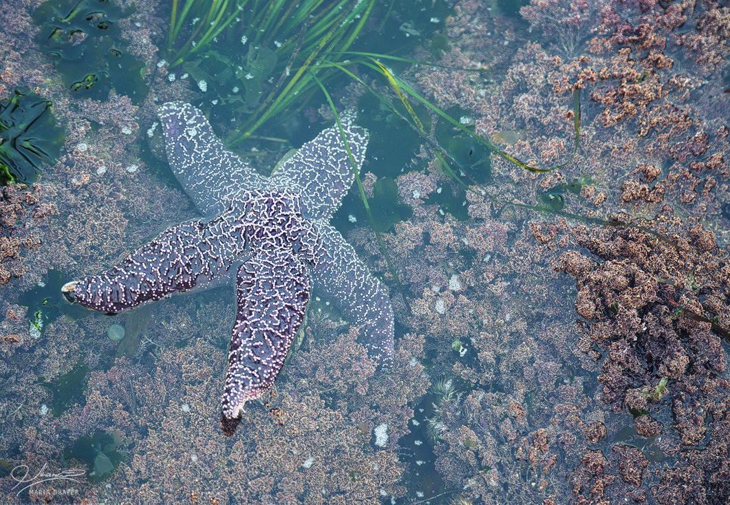 Sea Treasures | A different type of starfish by the sea