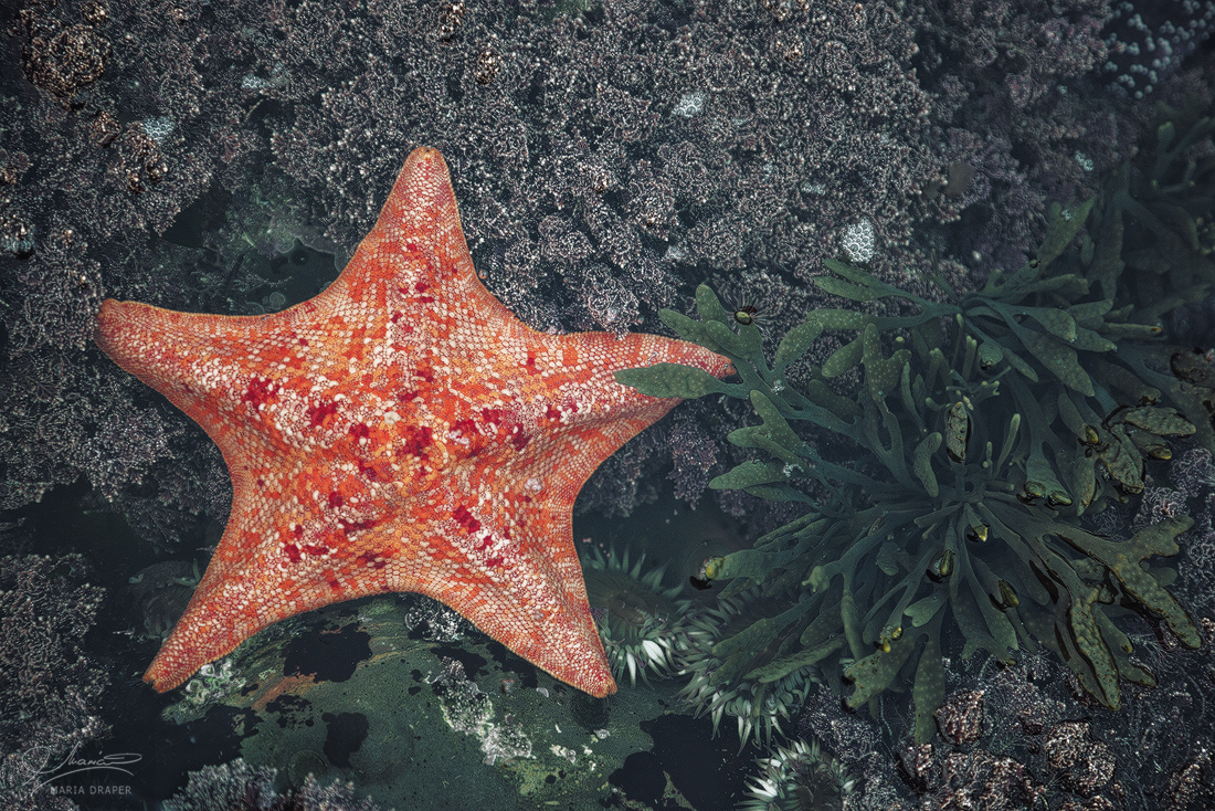 Sea Treasures | A starfish by the sea in a hidden dark pool of water