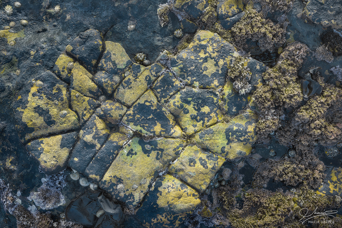 Sea Treasures | Broken yellow minerals covered rock surrounded by dry algae and other sea vegetation