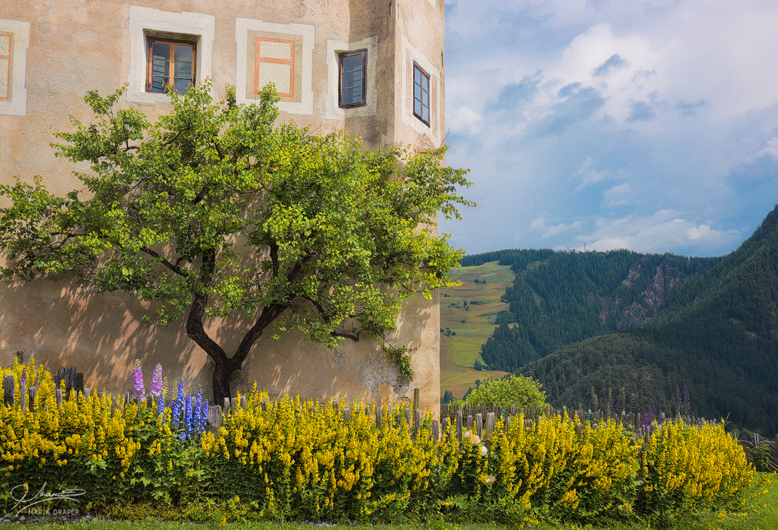 Ciastel de Tor | Apricot tree and yellow flowers against the castle wall