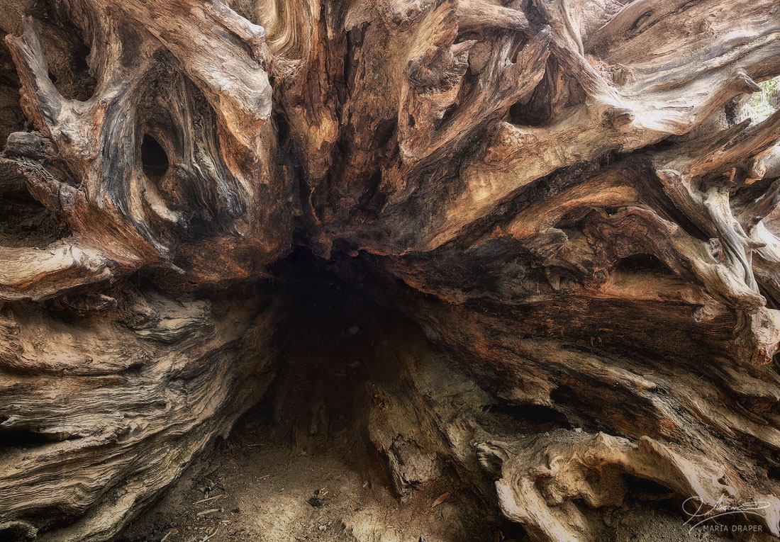Fallen Redwood Stump | Root details of a giant fallen redwood tree in the Big Basin Redwoods State Park, near Santa Cruz, California