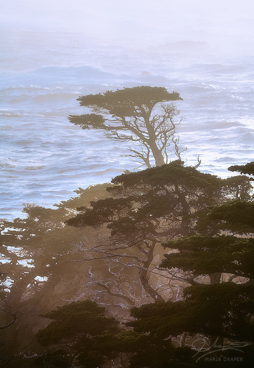 Cypress Trees, Point Lobos | 