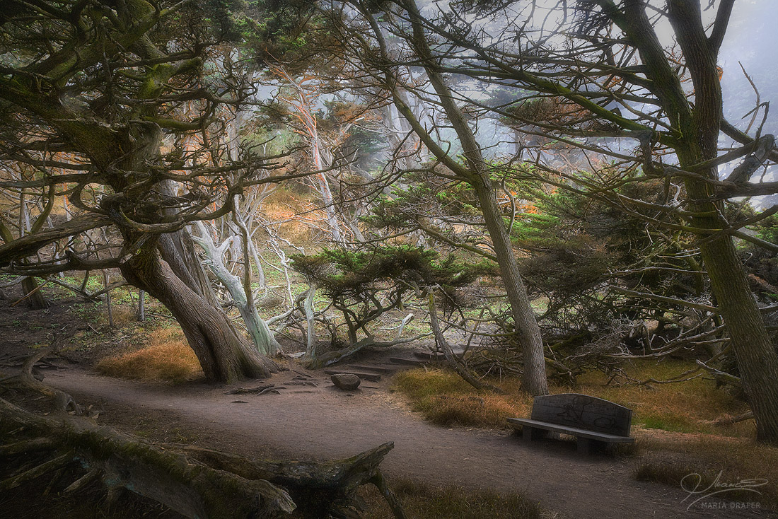 Cypress Grove, Point Lobos State Reserve | 