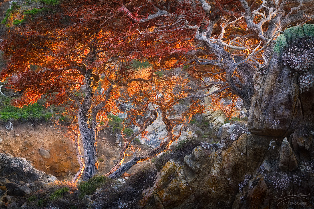 Red Lichen Covered Cypress, Point Lobos | 