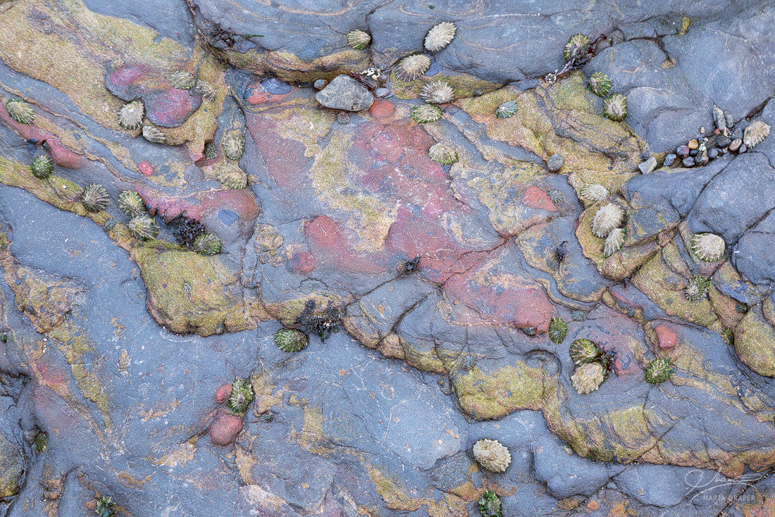 Sea Treasures | The edges of a rock are colored in red and yellow