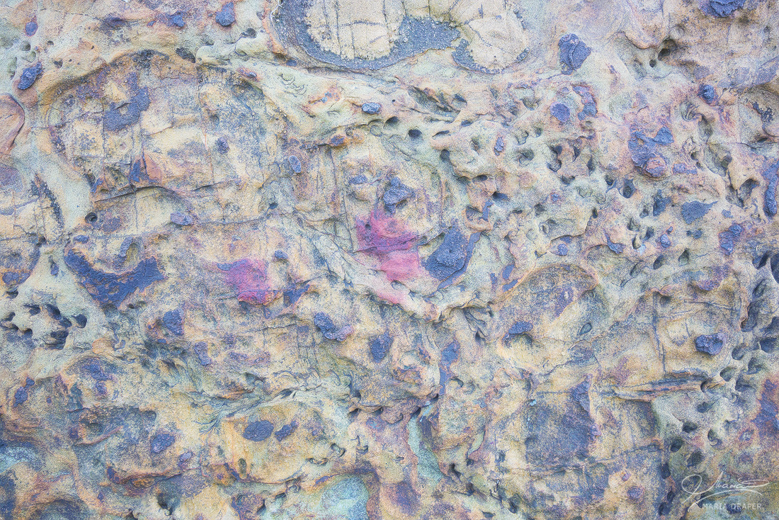 Sea Treasures | The pink areas in the center of this rock look like roses