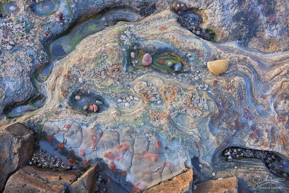 Sea Treasures | Hundreds of tiny seashells stuck to a fish shapped center rock and surroundings