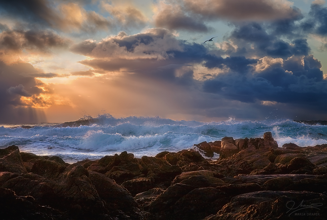 Carmel by the Sea | Flying seagull over dramatic waves and rocks illuminated by protruding sun rays through the stormy clouds in Carmel by the Sea.