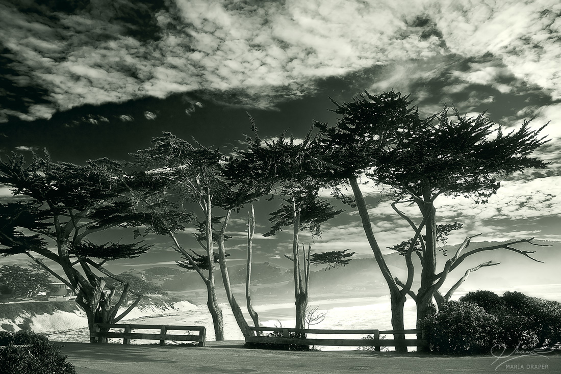 Cypress Trees, Carmel | 