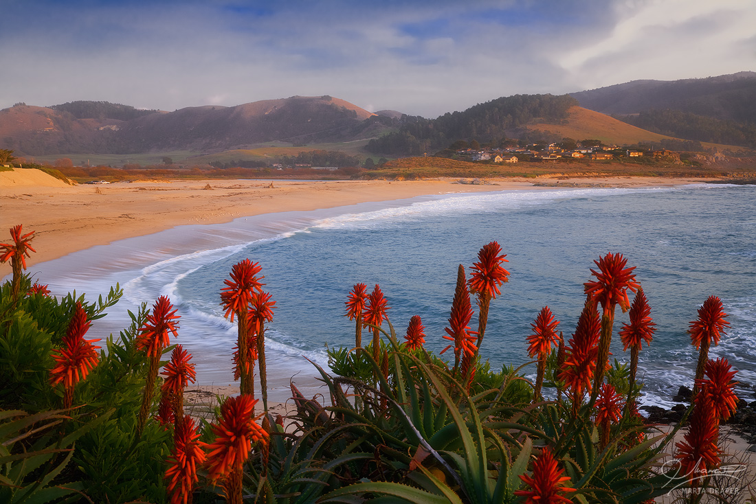 Carmel River Beach | Framed by the attractive red cone shapped flowers of Aloe Arborescens bush