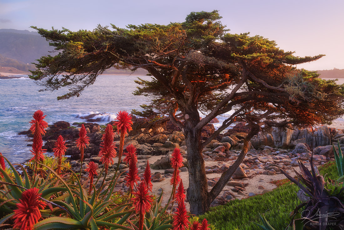 Cypress Tree and Torch Aloe | The Cypress tree and the red flowers named Torch Aloe (scientifically known as Aloe Arborescens) are very common to Carmel-by-the-Sea.  Image taken in the early evening of February when these flowers are in bloom.