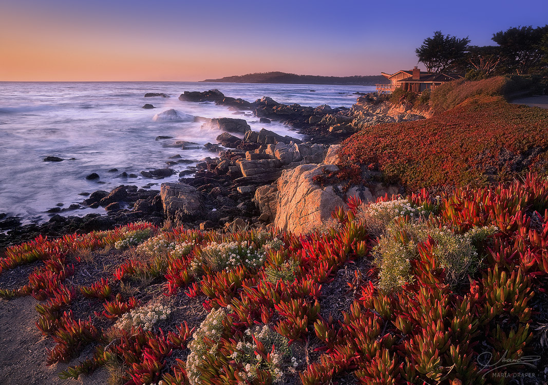 Carmel Coastal Vegetation | Glowing in the sunset light