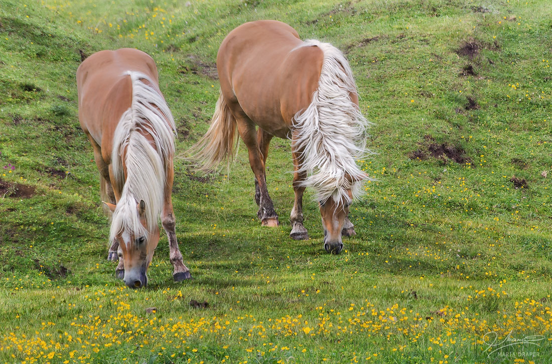 Haflingers, Alpe di Siusi | Beautiful horses also known as Avelignese on the hills of Alpe di Siusi, near Saltria chair lift, in the Dolomites, Italy, provincia di Bolzano