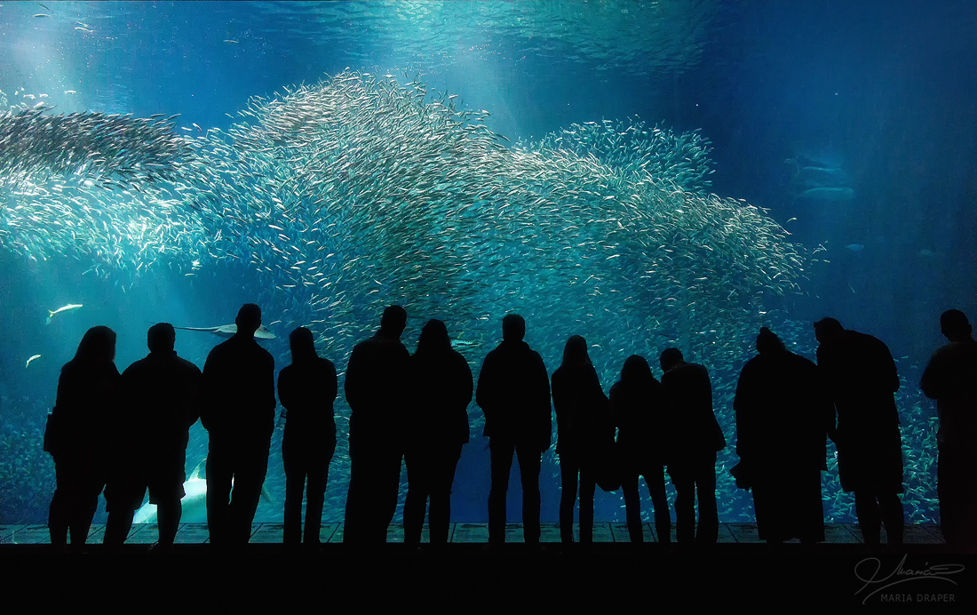 Monterey Bay Aquarium | 