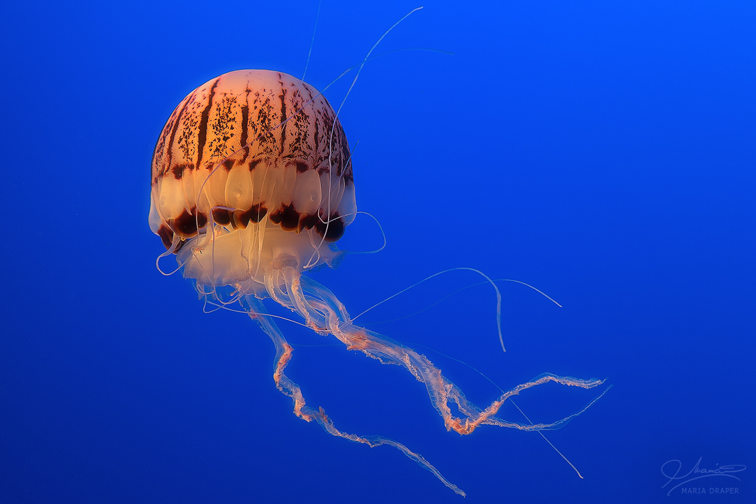 Jelly Fish, Monterey Aquarium | 