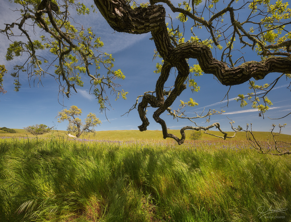 Toro Park, California | Beautiful oak tree branch framming a Spring scene on Toro Park Hills