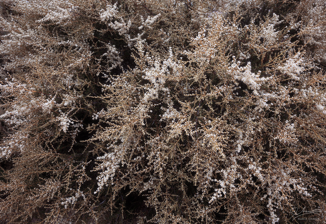 Fort Ord Public Lands | 