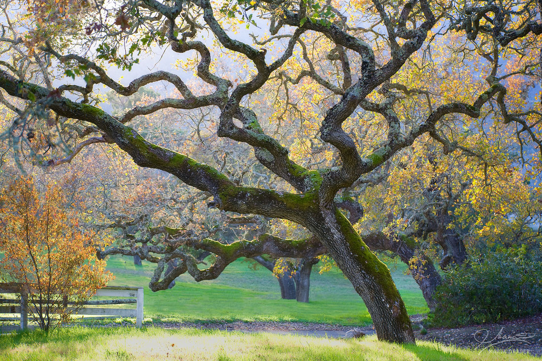 Oak Tree Carmel Valley | 