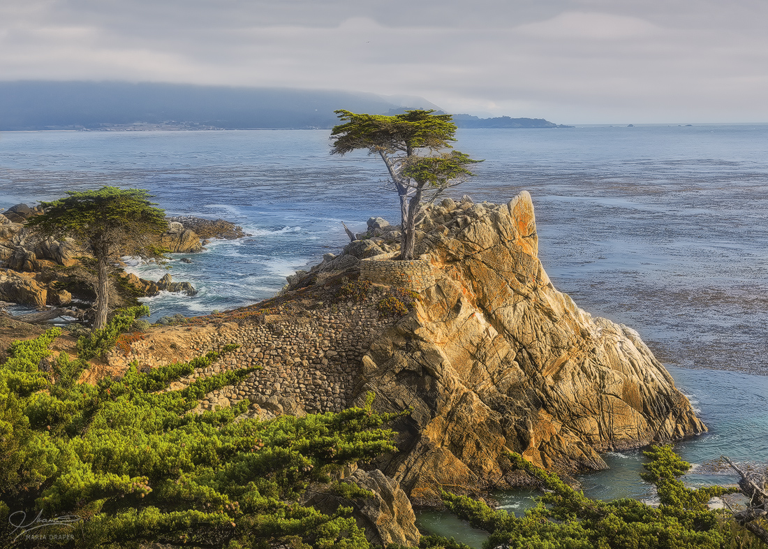 Pebble Beach, California | The famous cypress tree of Pebble Beach
