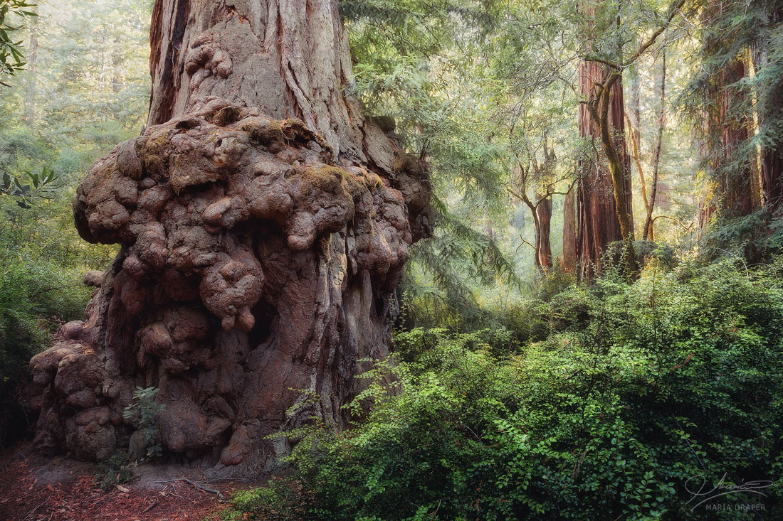 Big Basin, Santa Cruz | Redwood tree with unusual and unique characteristics