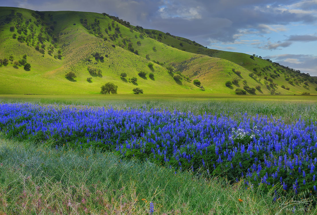 Polonio Pass | Rolling hills and live oaks of San Luis Obispo County framed by a ribbon of blue lupines.
<br>
Image taken in the vicinity of  Polonio Pass