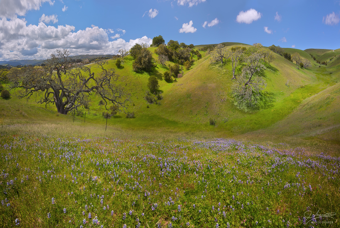 Ford Ord | Wild flowers at Ford Ord Public Lands near Salinas, California