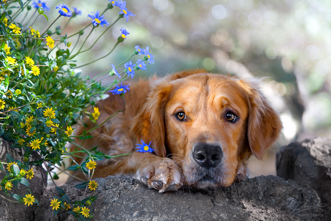 Goldern Retriever | Hiding between flowers
</br>
Image featured on Castorland Puzzles