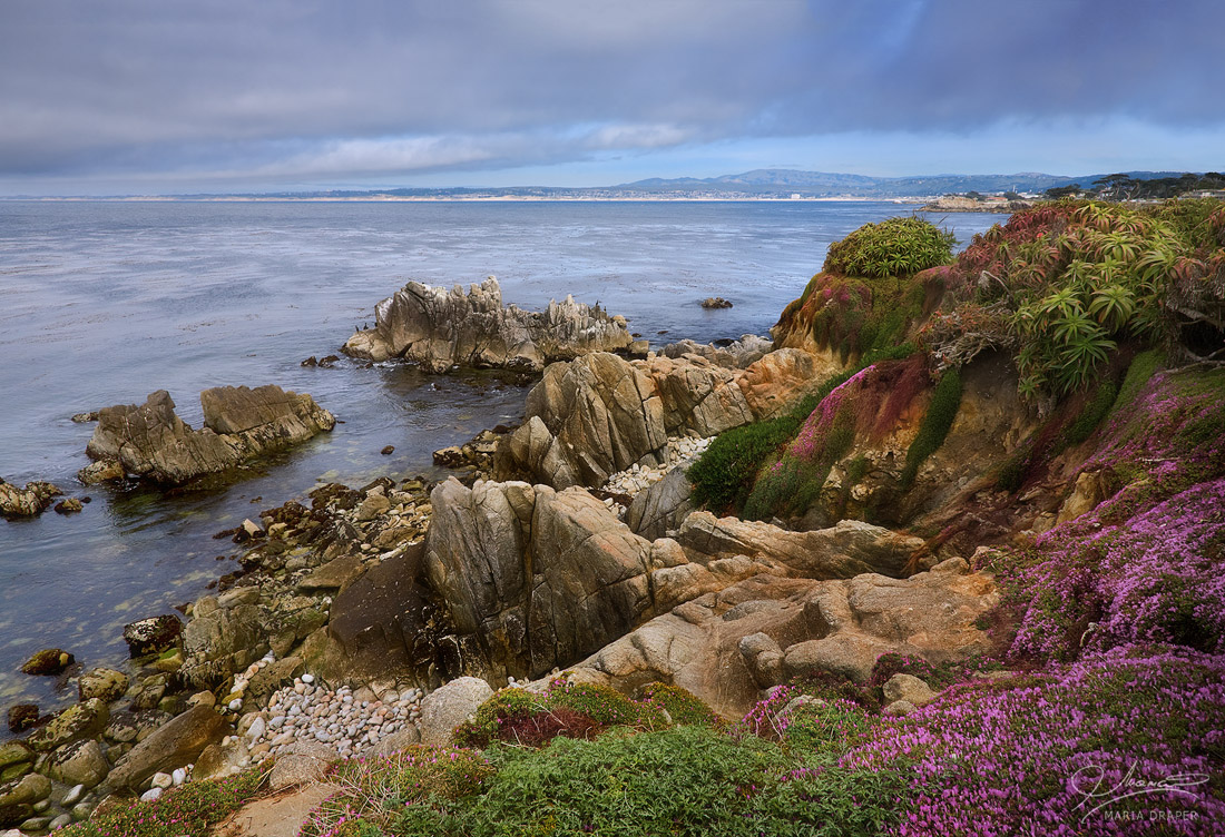 Perkins Park, Pacific Grove | Rugged coastline covered in pink ice plants and other attractive vegetation