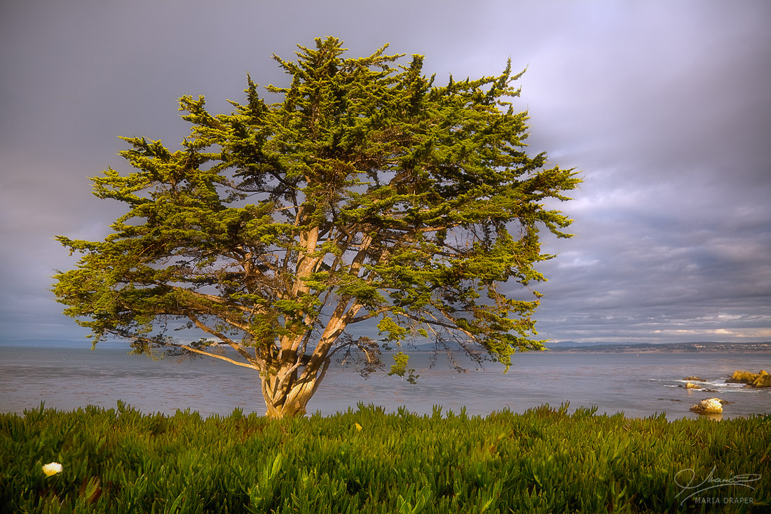 Andy Jocobsen Park | This specie of trees Monterey Pine (Pinus Radiata) is native to this area and found allover the coast.