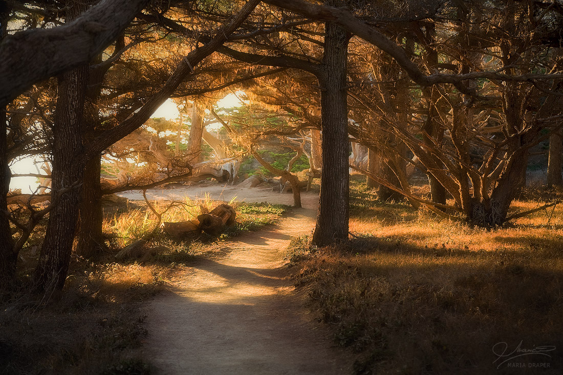 Cypress Grove Trail, Point Lobos | 