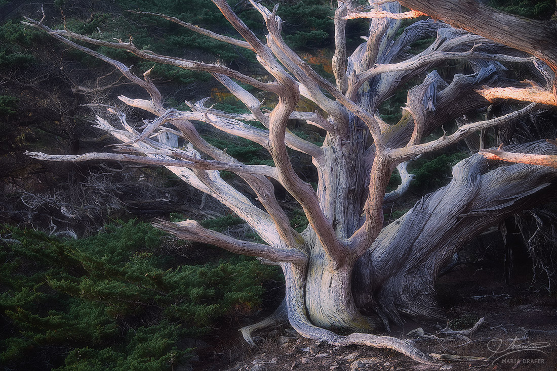 Old Cypress, Point Lobos | 