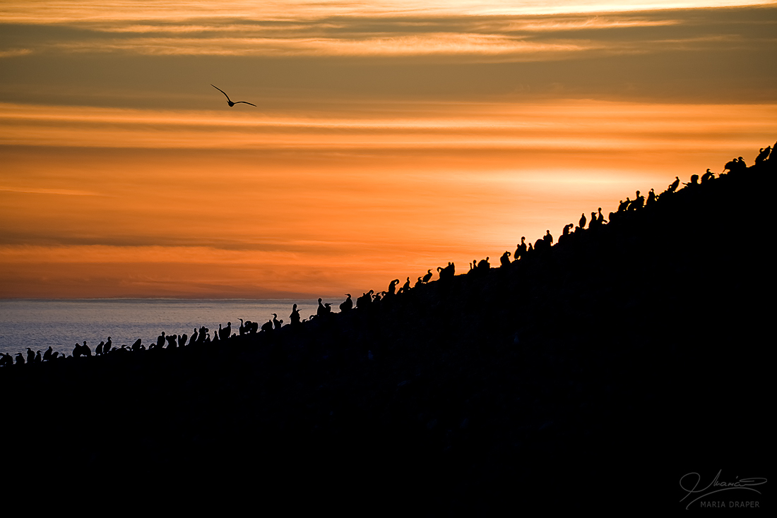 Bird Island at Sunset | 