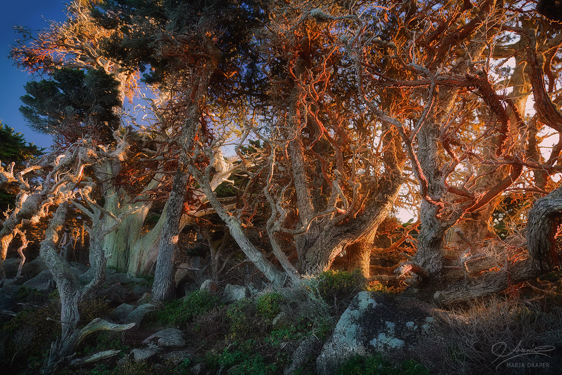 Cypress Cove, Point Lobos | 