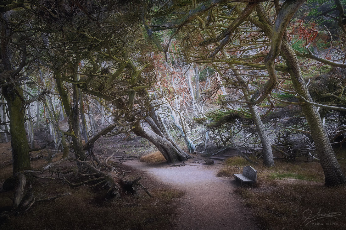 Cypress Grove, Point Lobos | 