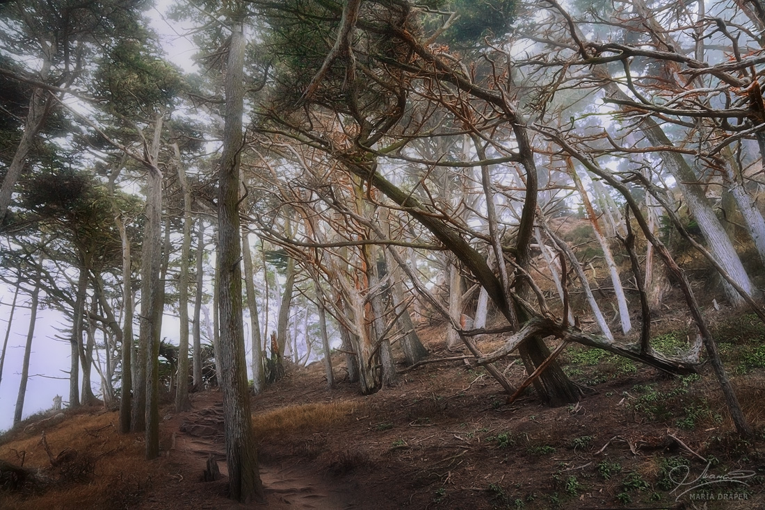 North Shore Trail, Point Lobos | 