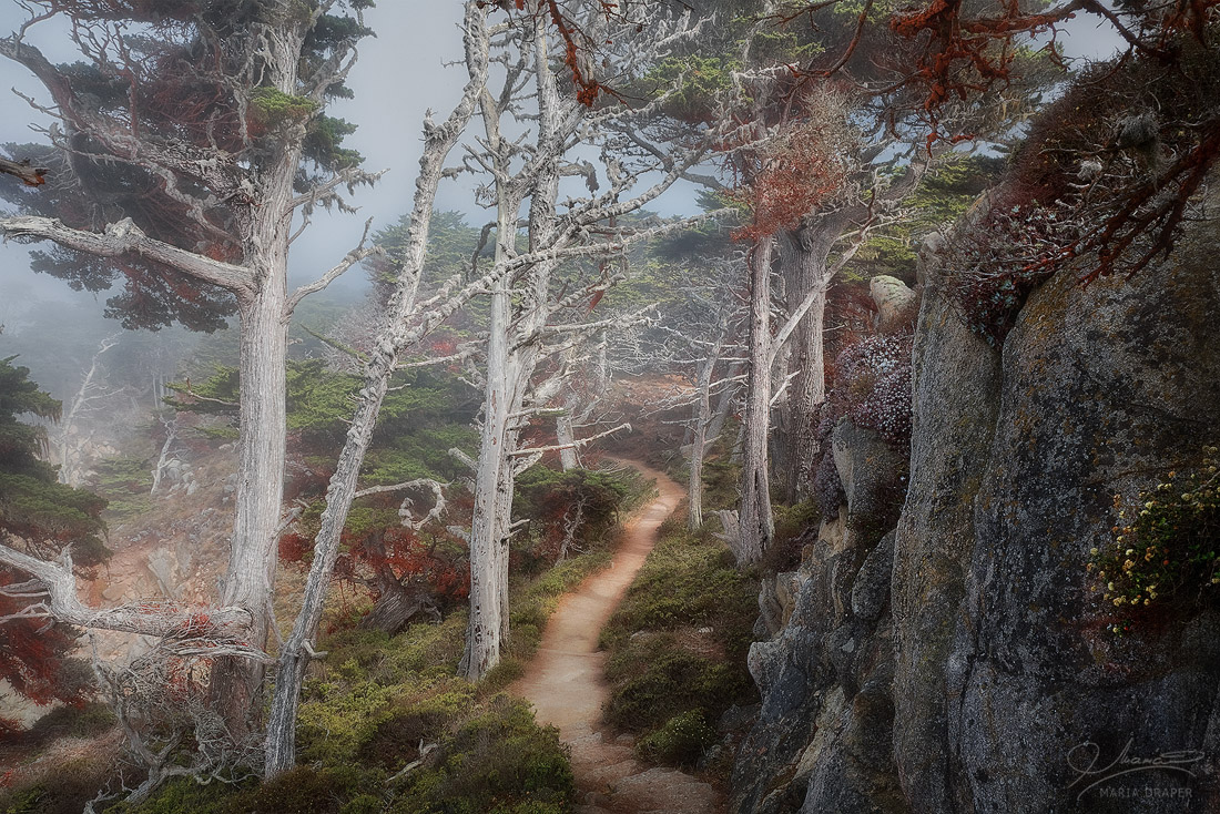 Cypress Grove Trail, Point Lobos | 