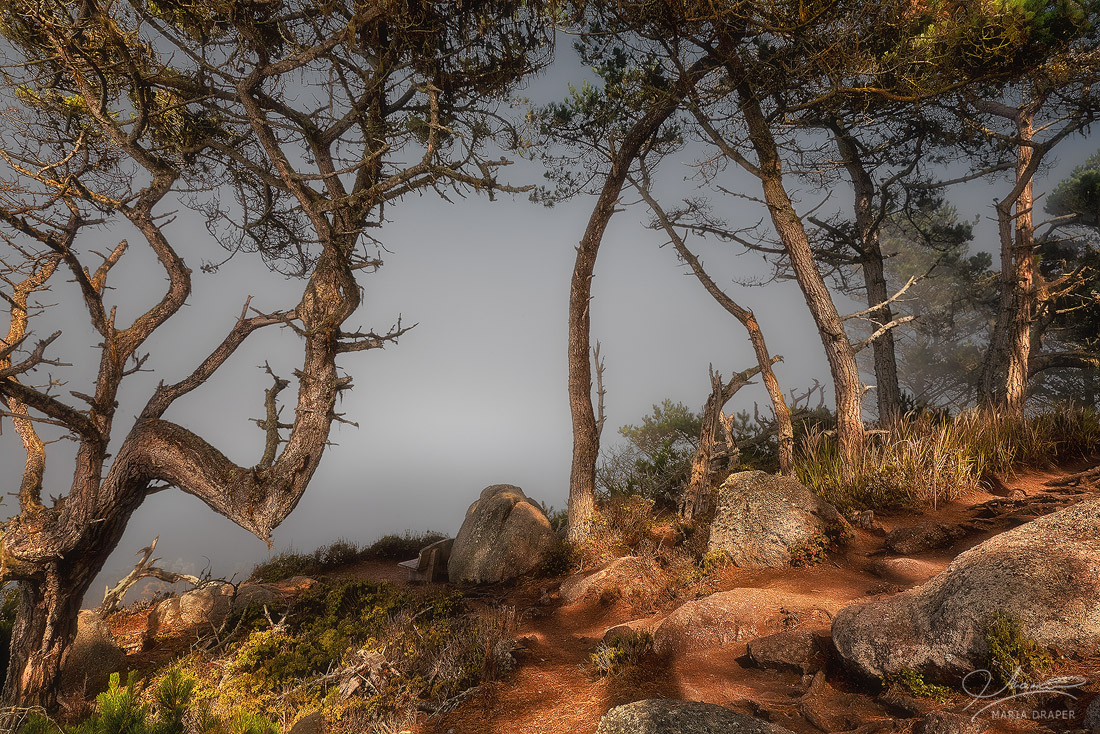 North Shore Trail, Point Lobos | 