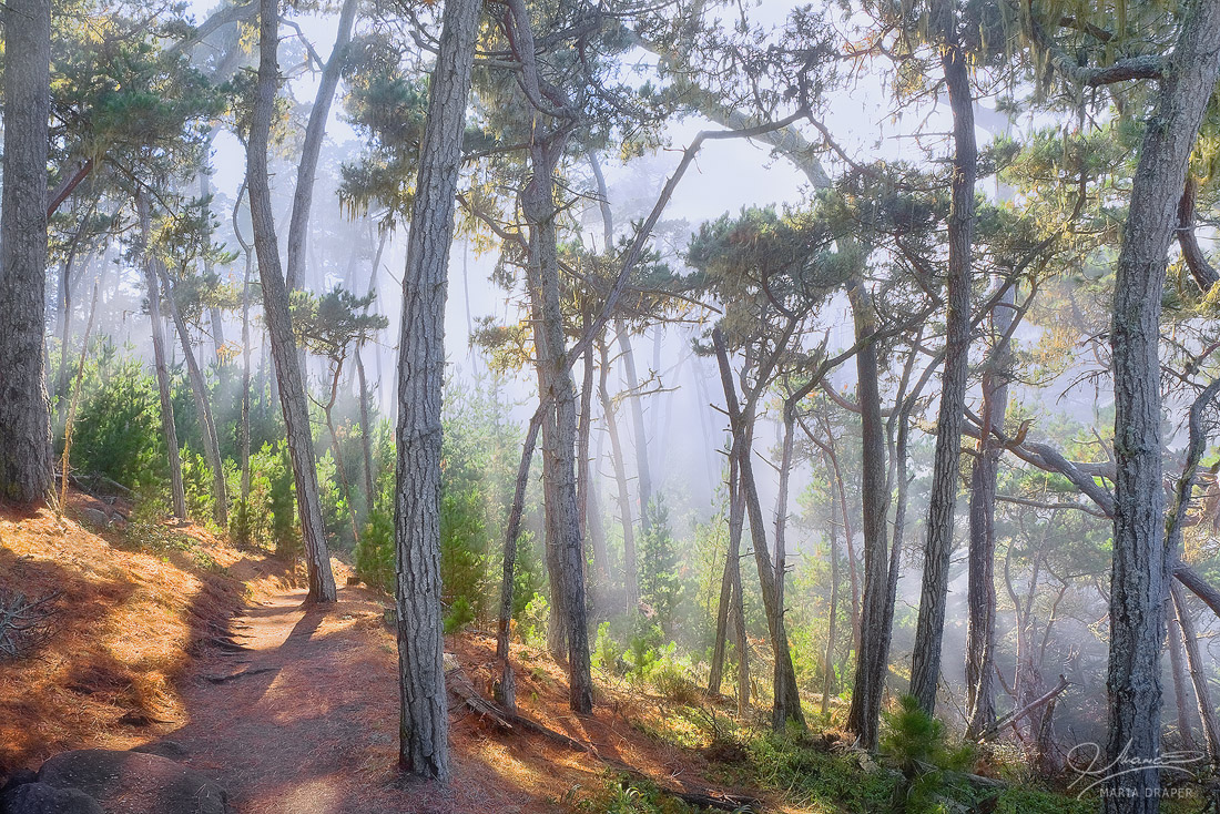 Cypress Forest, Point Lobos | 