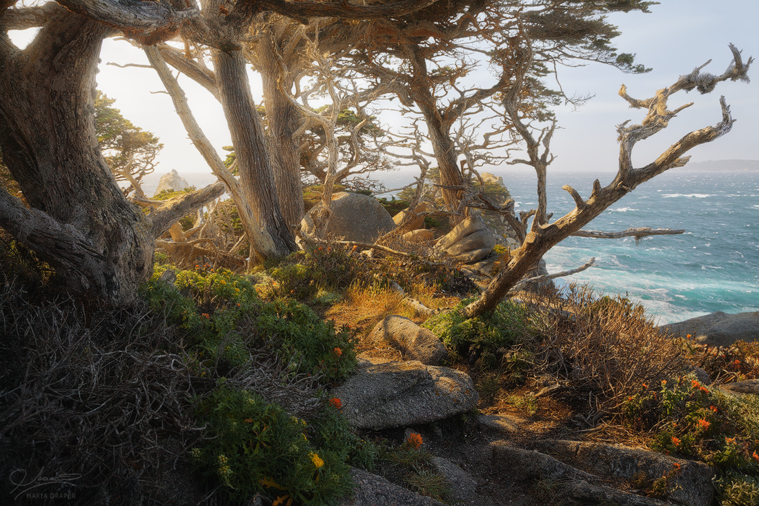Point Lobos State Reserve | 
