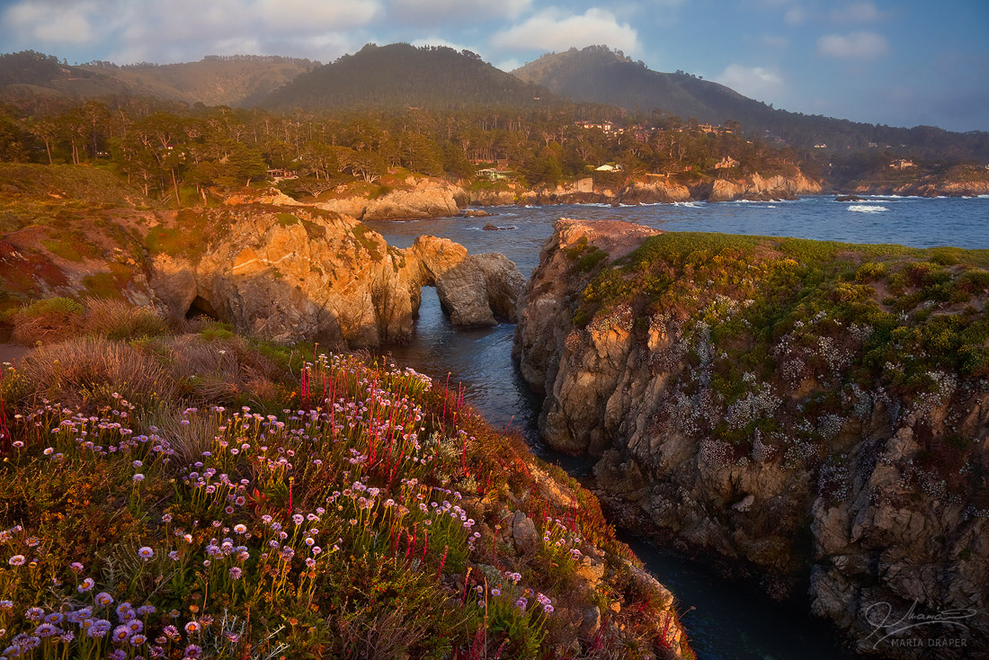 Pelican Point, Point Lobos | 