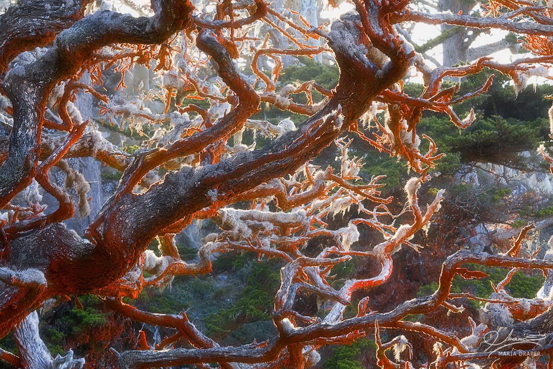 Lace Lichen Covered Branches, Point Lobos | 