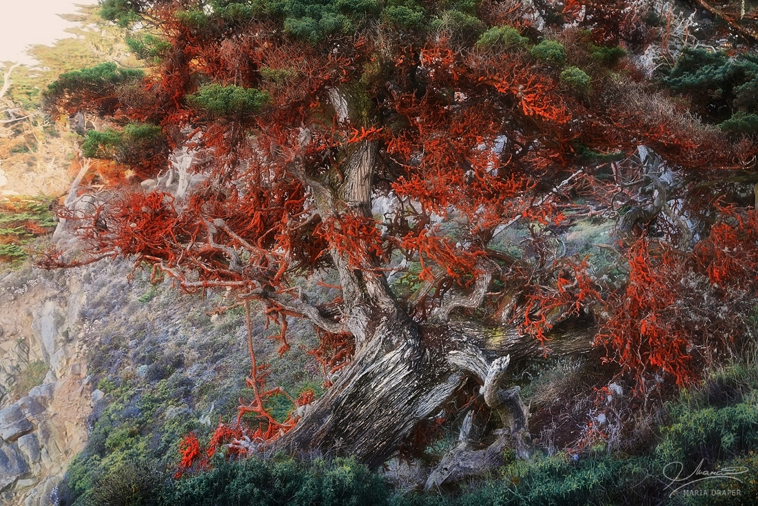 Red Lichen Covered Tree, Pinnacle Cove, Point Lobos | 