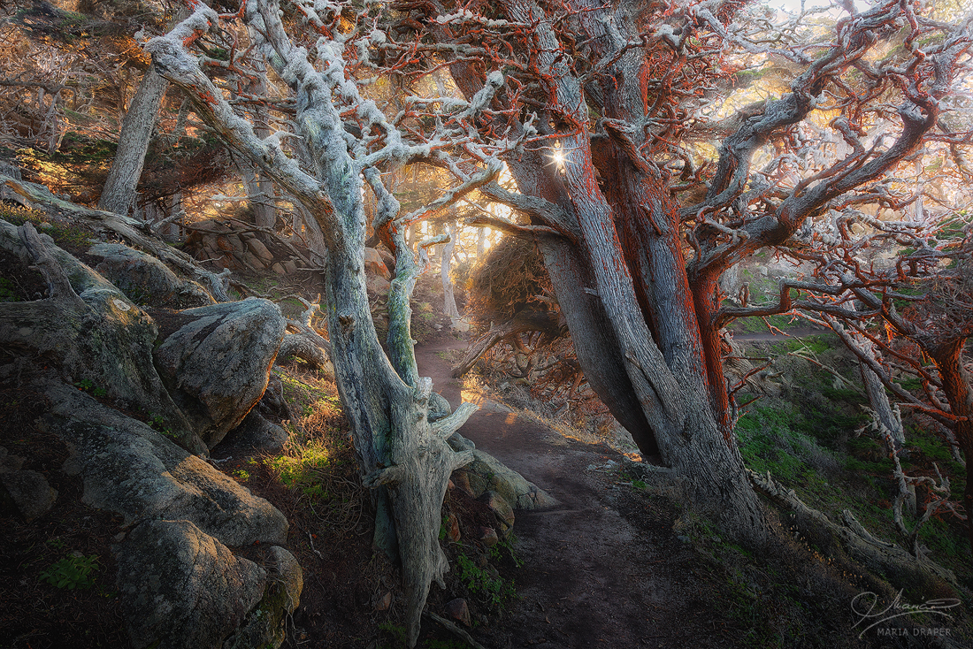 Red Lichen, Point Lobos | This is a scene of the Cypress Grove at Point Lobos State Park on the California Central Coast, a quite unique and fascinating place.
<br/>
