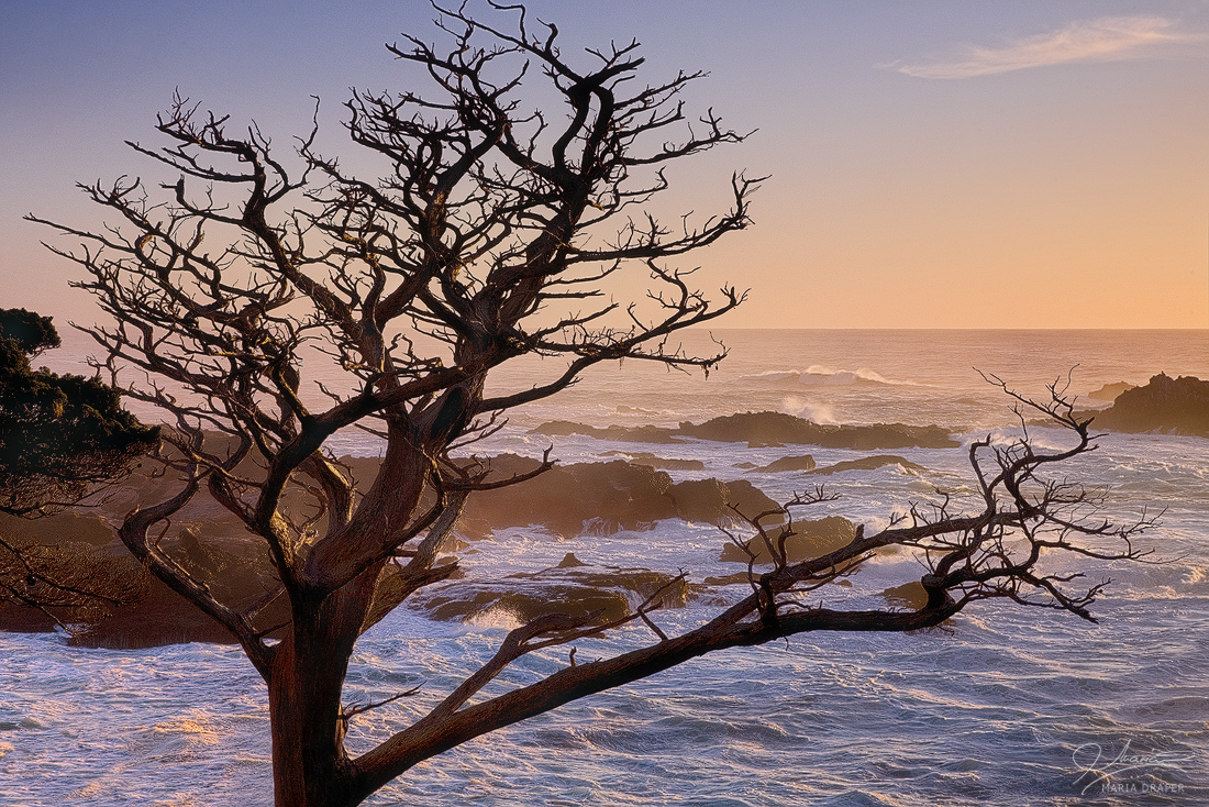Point Lobos Tree | 