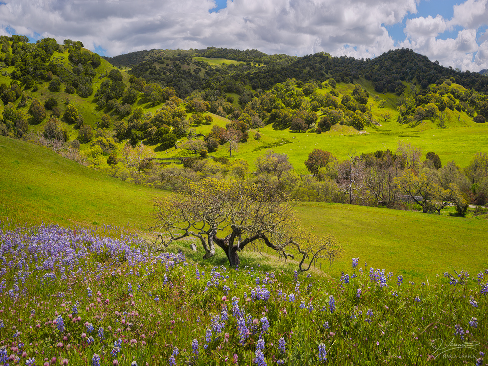 Salinas, California | Rolling California hills in the Spring