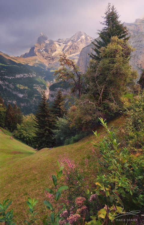 Murren | Eiger, Monch and Jungfrau Peaks seen from Murren (car free village), in Bern canton of Switzerland.  This alpine meadow with purple wildflowers is right above the Lauterbrunnen valley