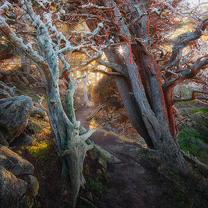 Point Lobos State Reserve